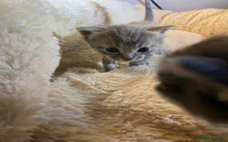 British Shorthair cats for sale: Rag doll cross breads  - Image 5