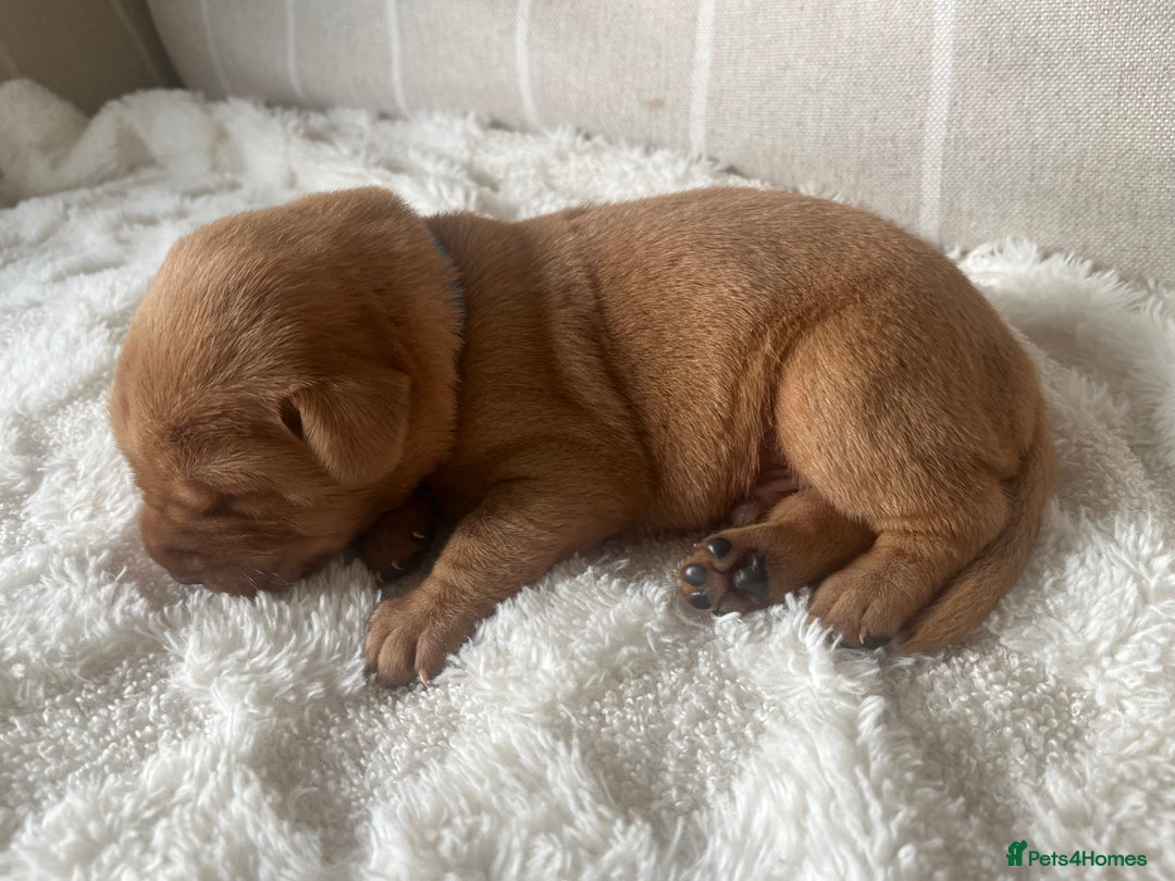 Labrador Retriever dogs for sale: 🌟 5 Star KC Registered FOX RED & YELLOW Labradors - Advert 15