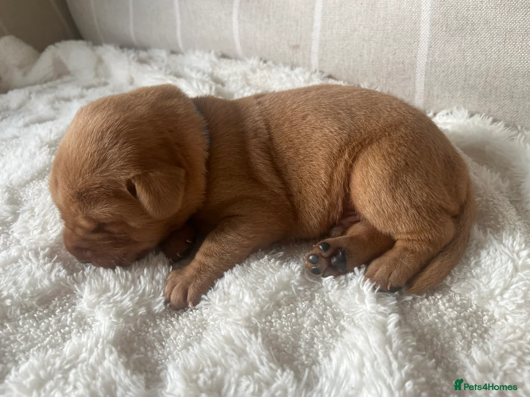 Labrador Retriever dogs for sale: 🌟 5 Star KC Registered FOX RED & YELLOW Labradors - Advert 16