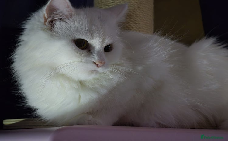 Persian cats for sale - Advert 2