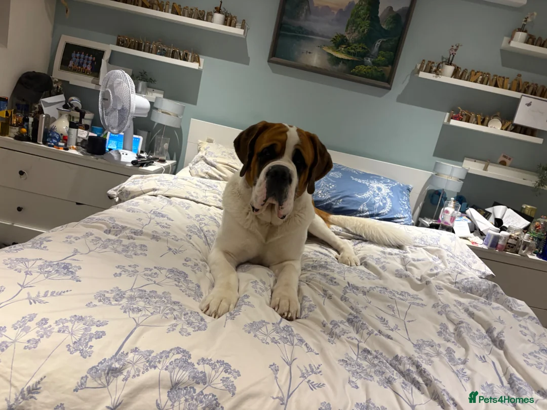 Saint Bernard dogs for stud: Short-Haired Saint Bernard Stud - Obi 3 Years  in Witney - Advert 2