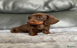 Miniature Dachshund dogs for sale: Miniature Dachshund puppies  - Image 3