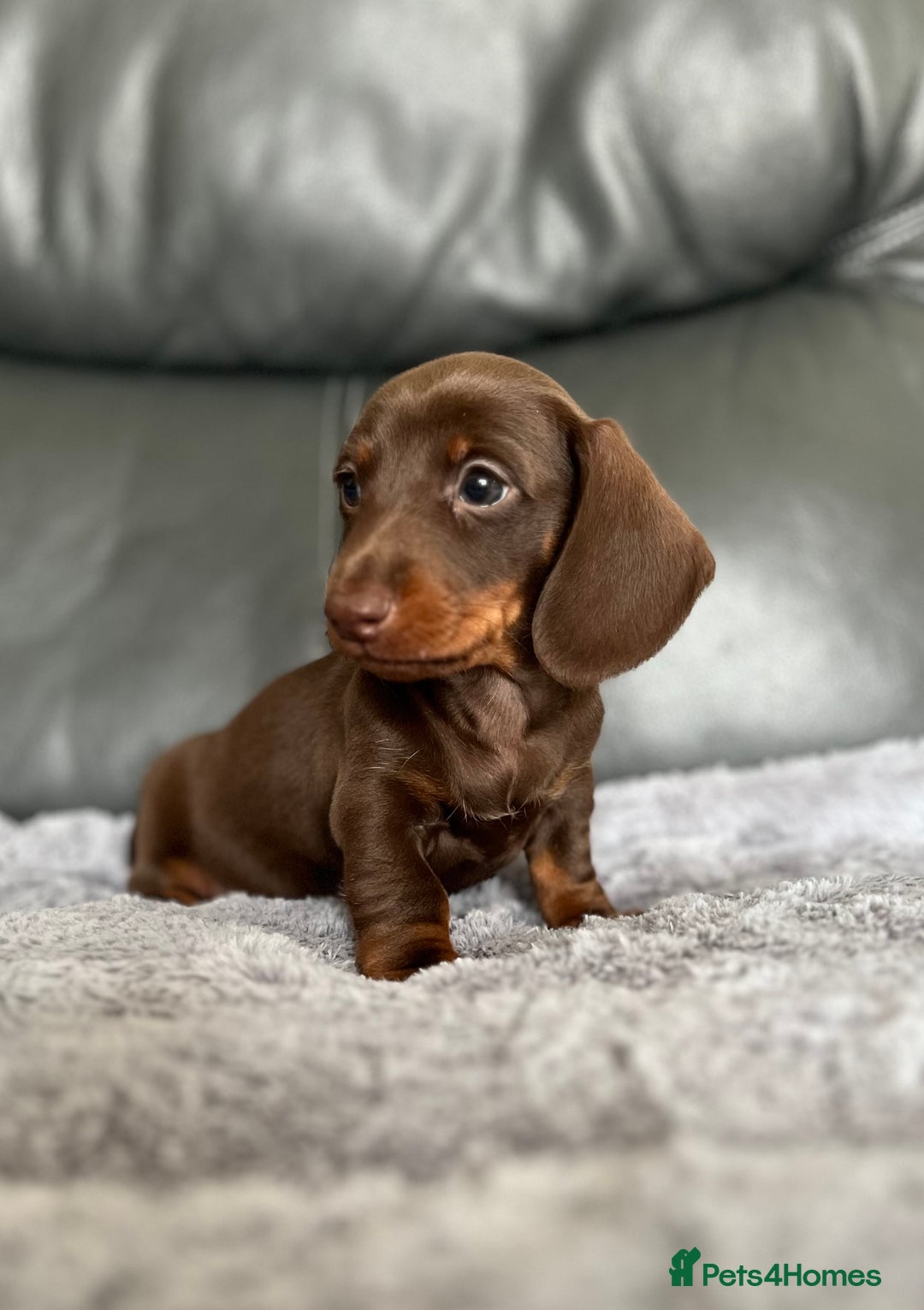 Miniature Dachshund dogs for sale: Miniature Dachshund puppies  - Image 3