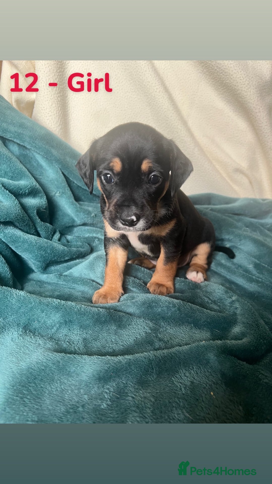 Mixed Breed dogs for sale: Old Tyme English Bulldog x Sproodle Puppies - Image 27