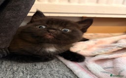 Maine Coon cats for sale: Part Maine Coon READY 8th December  - Advert 7