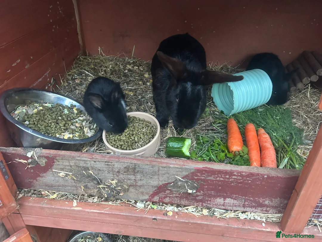 Angora rabbits for sale: Angora buck and baby’s for sale  - Advert 8