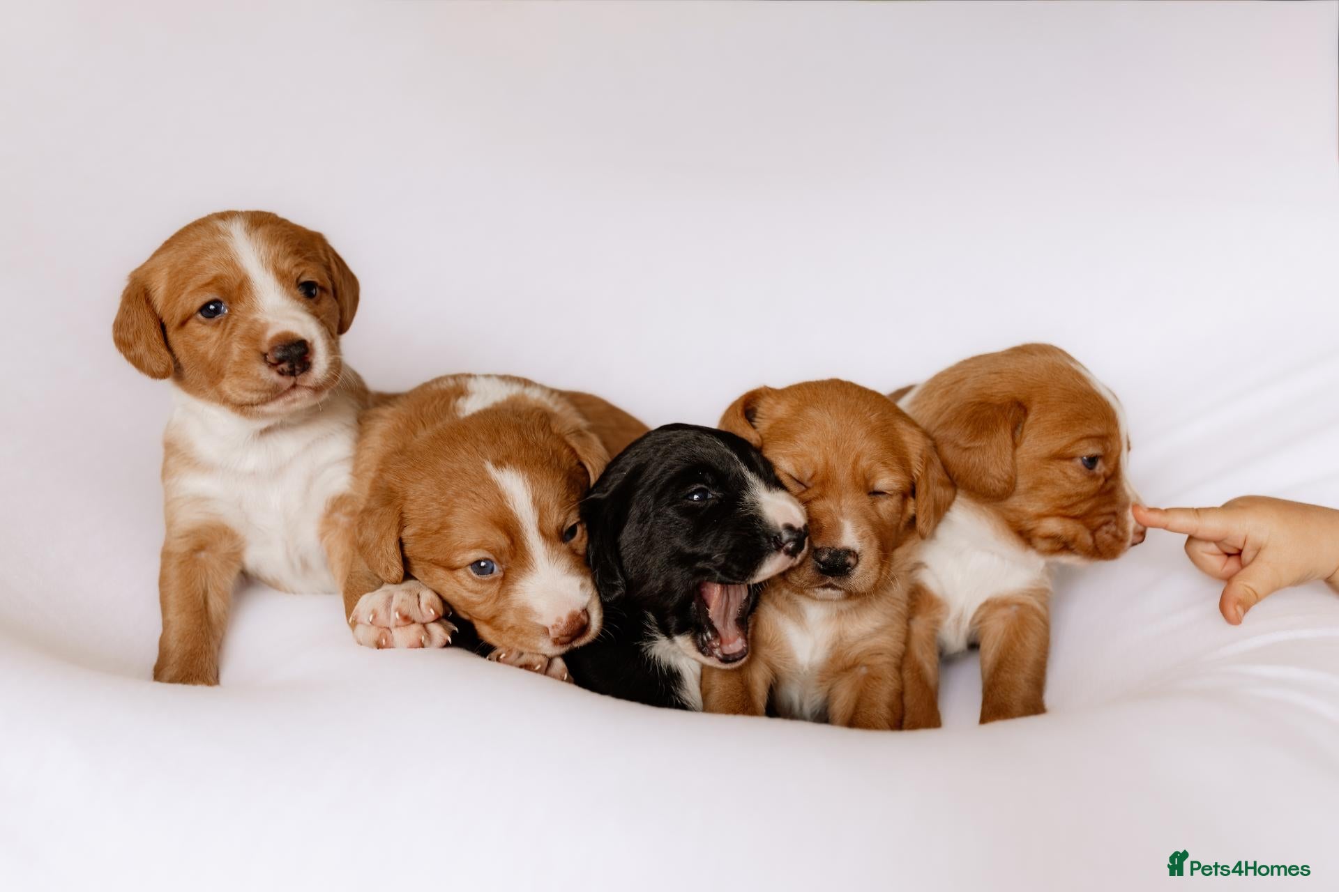 Mixed Breed dogs Border Kelpie x Cocker puppies - Advert 1