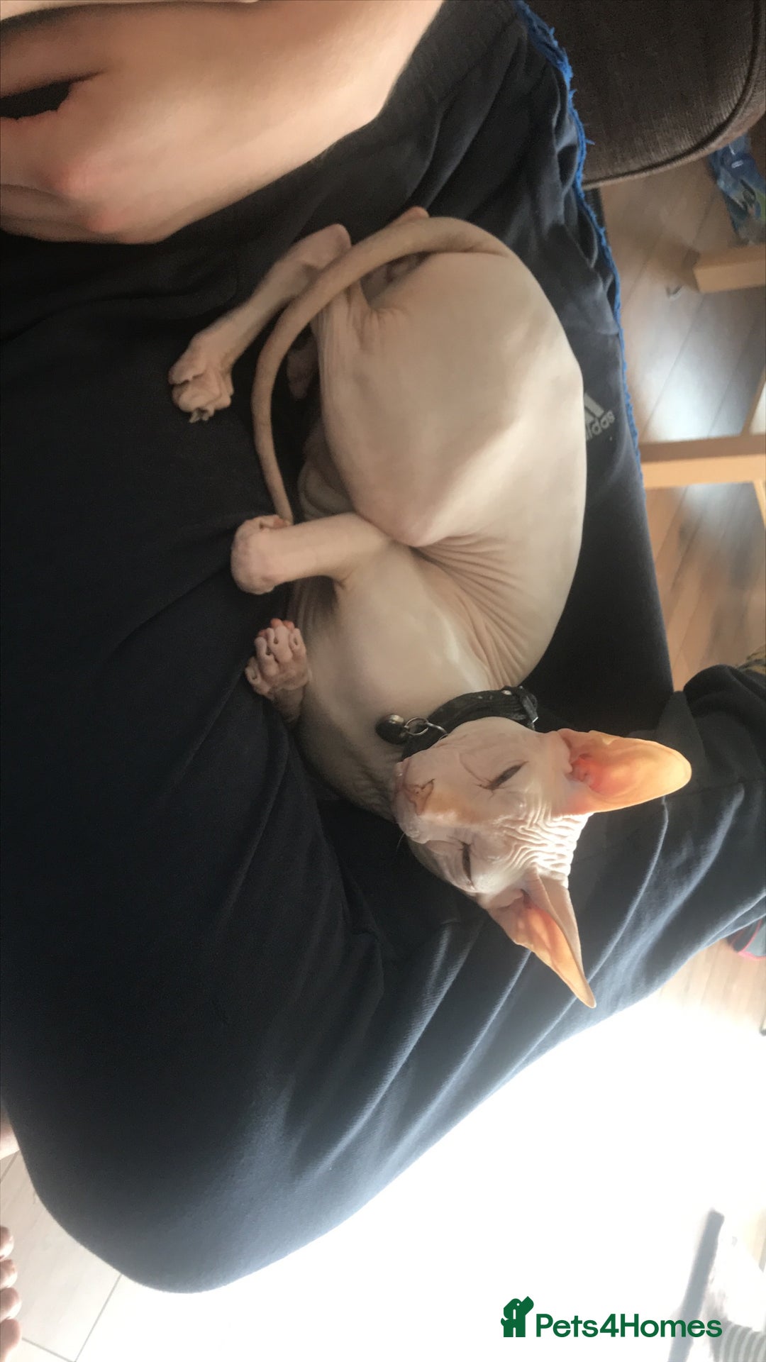 Sphynx cats for sale: 9 year old neutered male Sphynx cat  - Advert 4