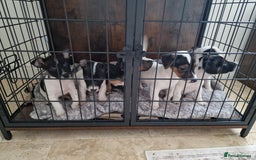 Jack Russell dogs for sale: Jack Russel Terriers 3 Generations Bloodline - Image 7
