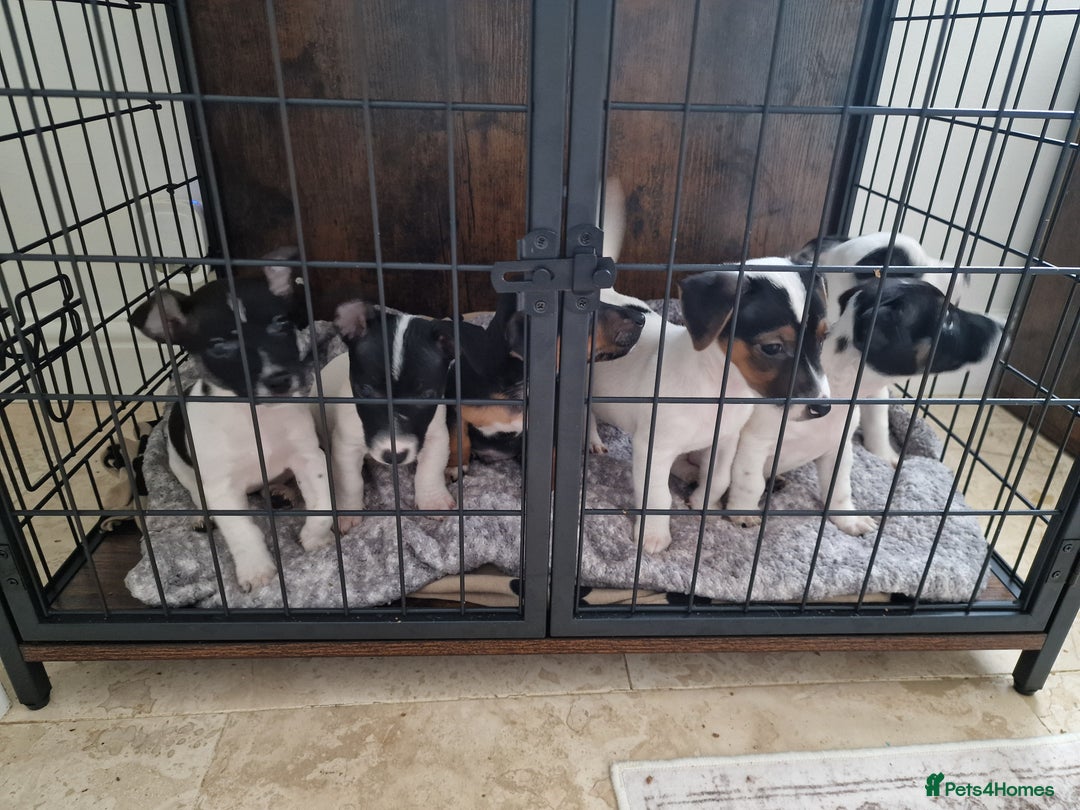 Jack Russell dogs for sale: Jack Russel Terriers 3 Generations Bloodline - Image 7