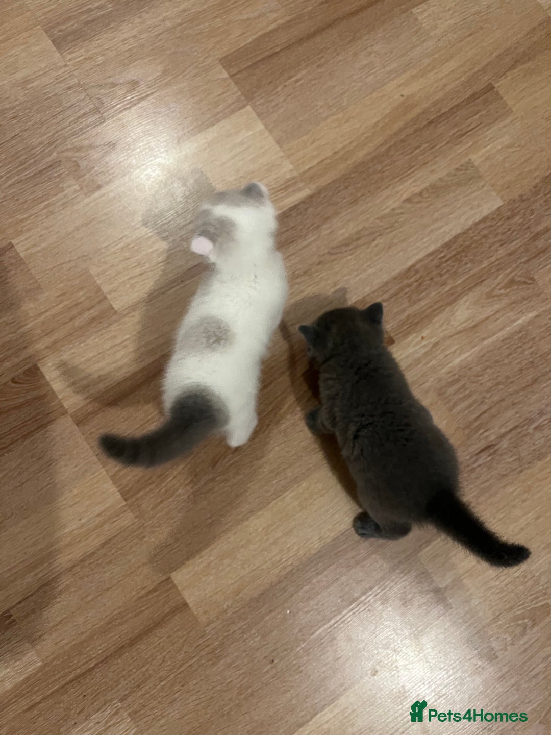 Scottish Fold cats for sale: Two beautiful floppy ear kittens for sale - Advert 14