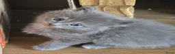 Persian cats for sale: Gorgeous Persian x Kittens Ready now  - Advert 4