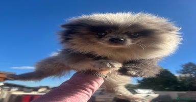 Pomeranian dogs - Advert 4