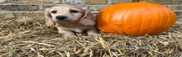 Miniature Dachshund dogs for stud: KC REG LONG HAIRED CREAM MINIATURE DACHSHUND STUD in Cambridge - Advert 33