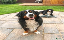 Bernese Mountain Dog dogs for sale: Gorgeous Bernese Mountain Dog Puppies Ready Soon - Image 14