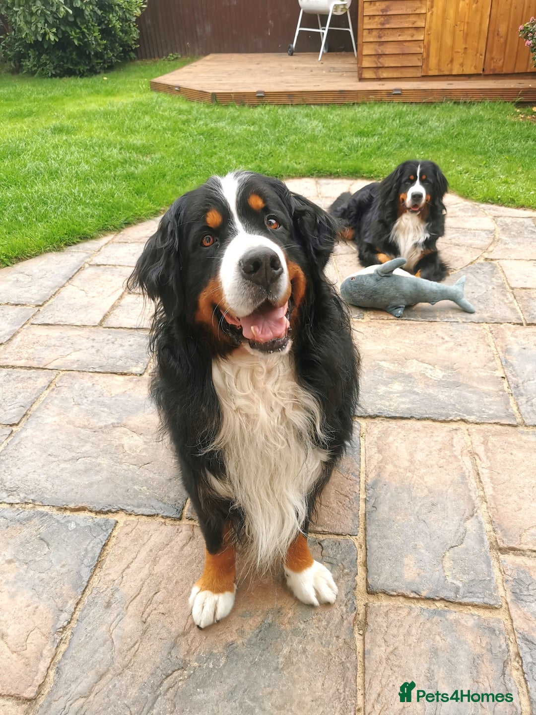 Bernese Mountain Dog dogs for sale: Gorgeous Bernese Mountain Dog Puppies Ready Soon - Image 14