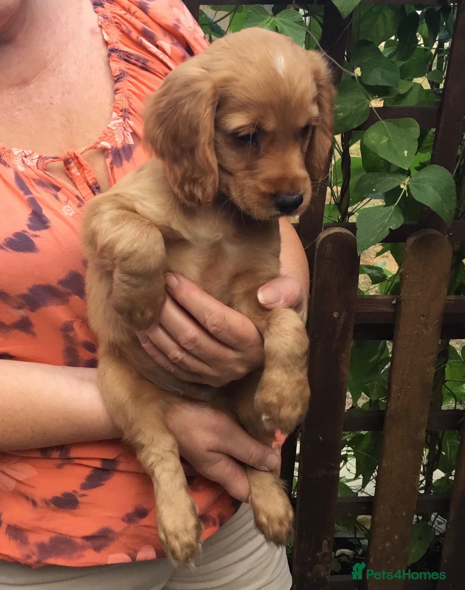 Cocker Spaniel dogs Working type cocker puppies  - Advert 12