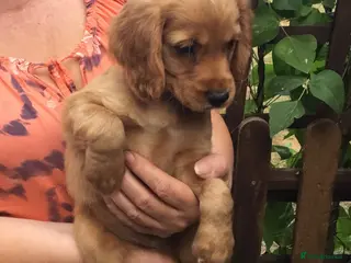 Cocker Spaniel dogs Working type cocker puppies - Advert 12