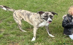 Mixed Breed dogs for sale: Bears looking for a loving new home - Image 6