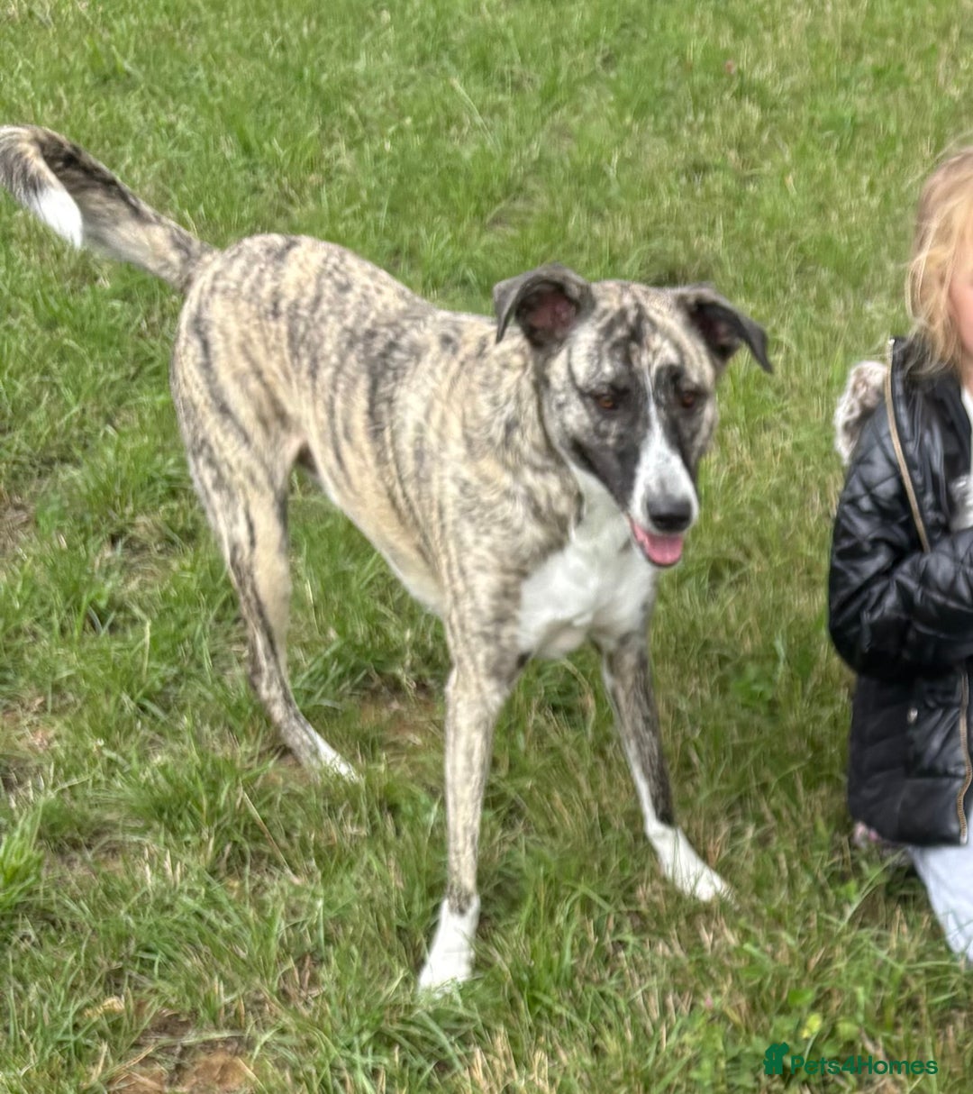 Mixed Breed dogs for sale: Bears looking for a loving new home - Image 6