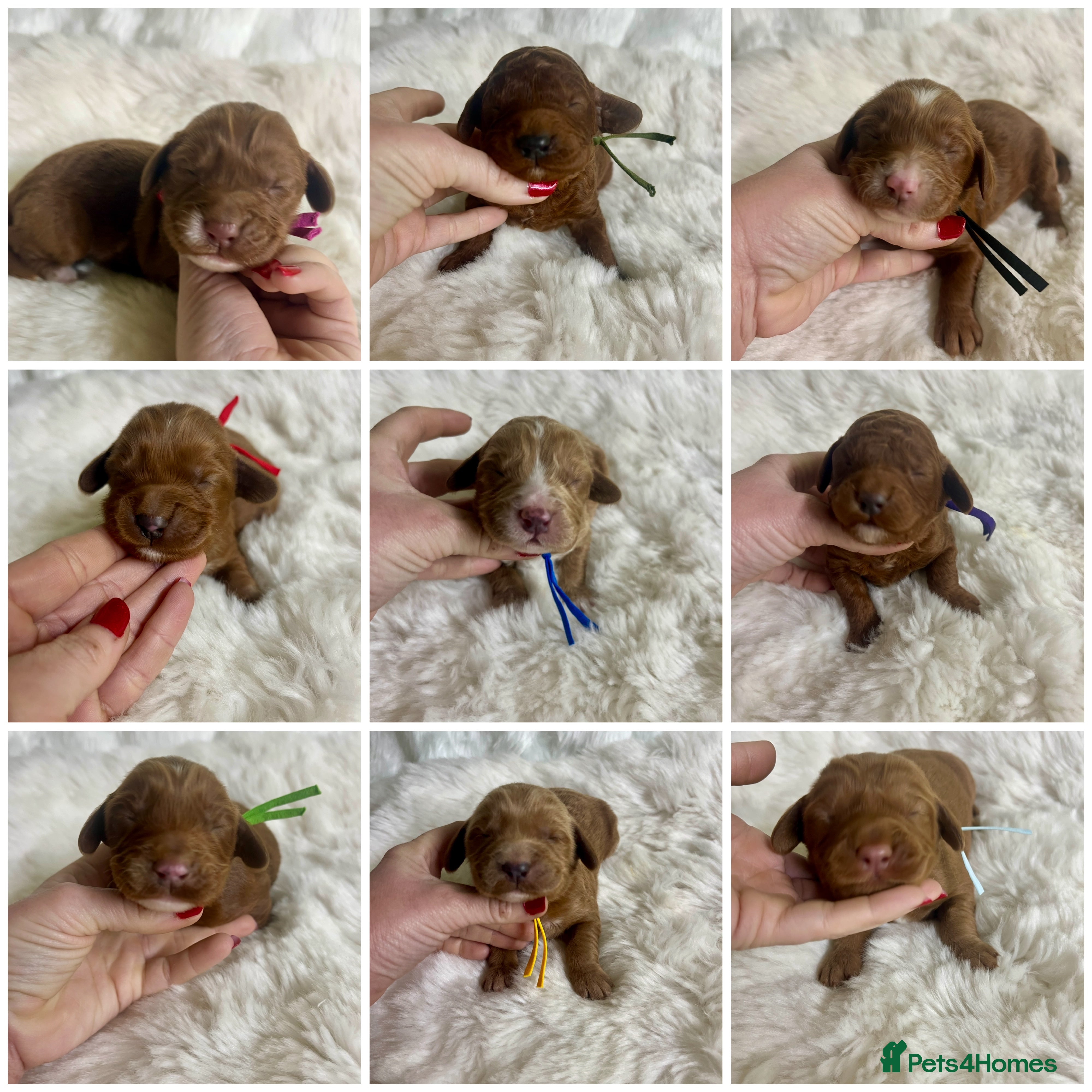 Goldendoodle dogs Outstanding quality fully tested doodle pups - Advert 2