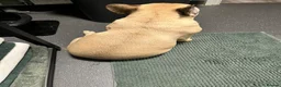 French Bulldog dogs for sale: Cute chunky frenchie babies - Advert 5