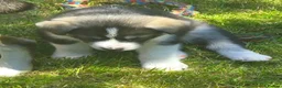 Mixed Breed dogs for sale: 75%Husky / 25% labrador. (LABSKI). - Advert 15
