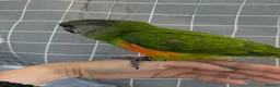 Parrots birds for sale: Senegal babies hand reared silly tamed  - Advert 5