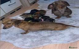 Dachshund dogs for sale: Adorable dachshund puppies ready for loving homes - Image 21