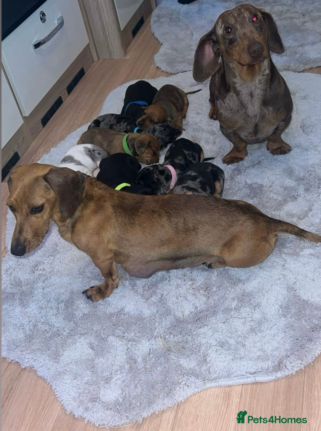 Dachshund dogs for sale: Adorable dachshund puppies ready for loving homes - Image 21