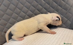 English Bull Terrier dogs for sale: Champion Bloodline English Bull Terrier Puppies  - Image 13