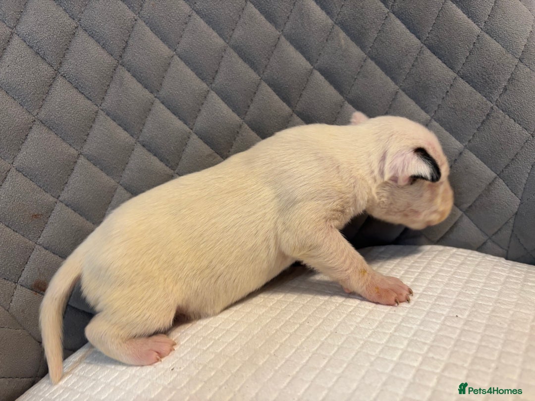 English Bull Terrier dogs for sale: Champion Bloodline English Bull Terrier Puppies  - Image 13