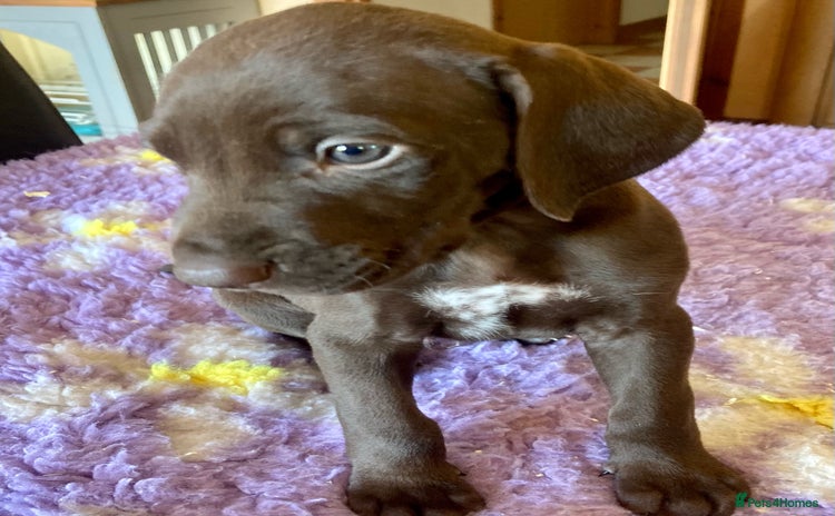 German Shorthaired Pointer dogs - Advert 2
