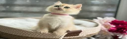 British Shorthair cats for sale: 💛Premium golden chinchilla bsh kittens 💛 - Advert 26