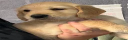 Golden Retriever dogs for sale: Chunky KC Golden Retriever Puppies - Advert 25