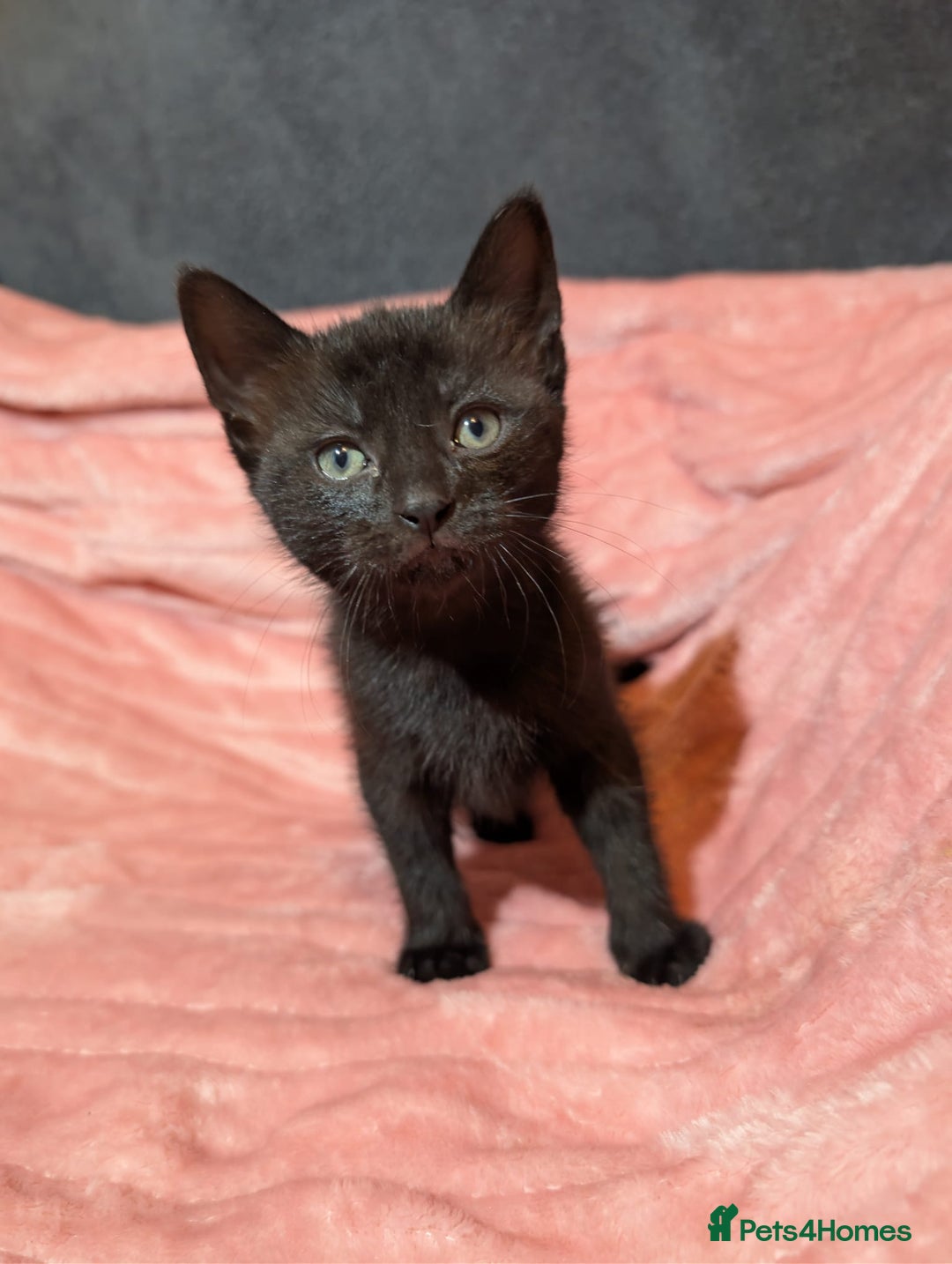 Mixed Breed cats for sale: Beautiful female kittens - Advert 4