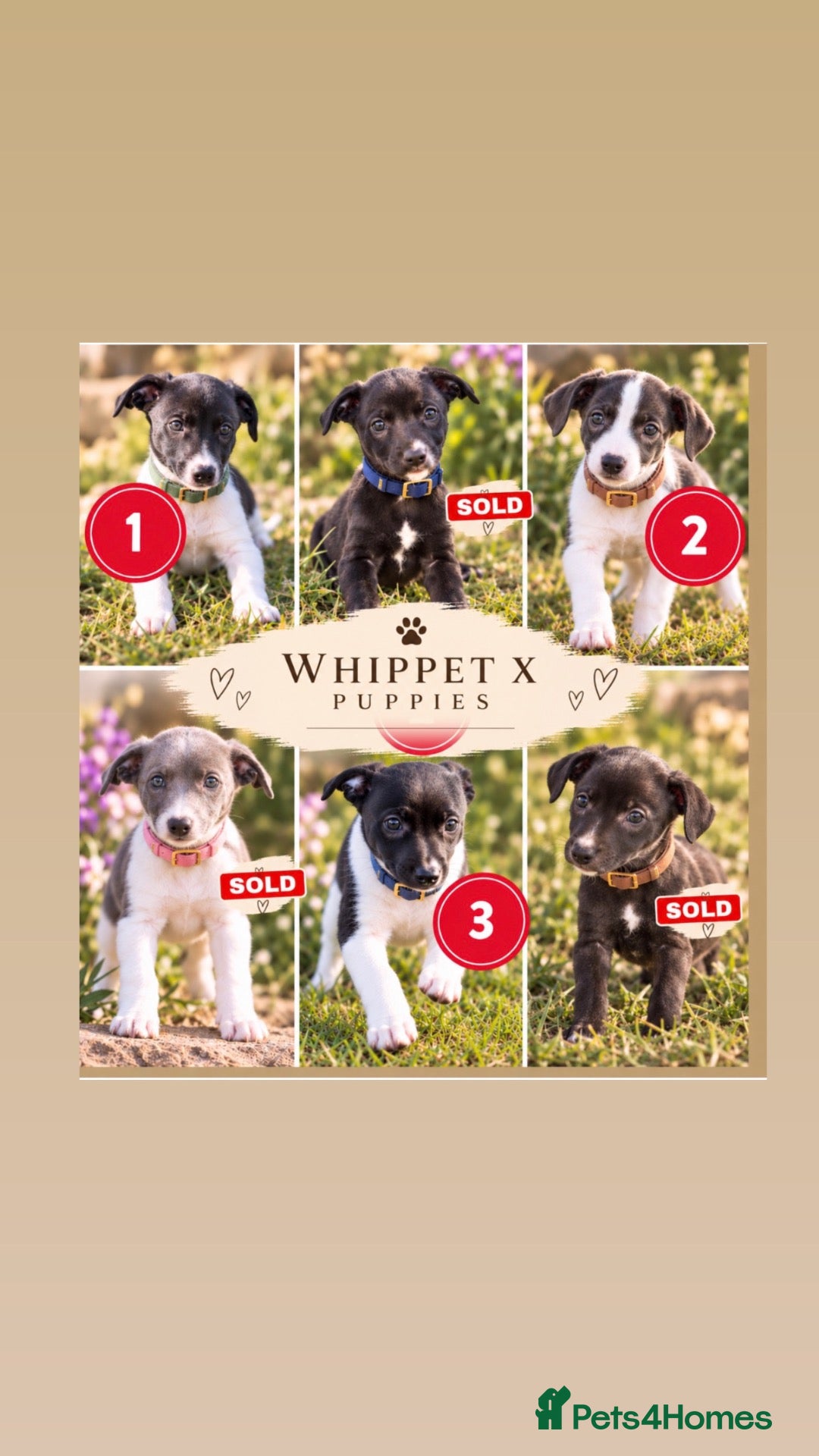 Mixed Breed dogs for sale: 🐾 Whippet × Lurcher Puppies 🐾 - Advert 3