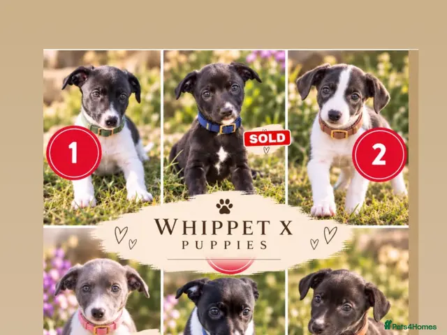 Mixed Breed dogs for sale: 🐾 Whippet × Lurcher Puppies 🐾 - Advert 3