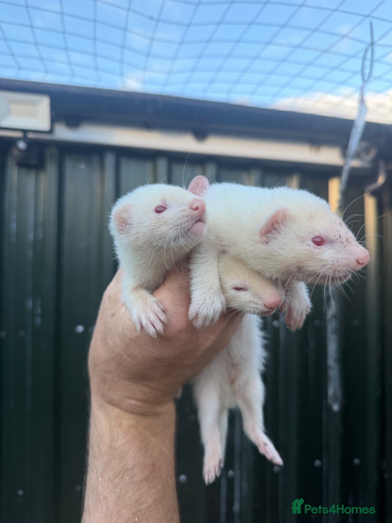 Ferret rodents Ferret kits ready to leave NOW - Advert 9