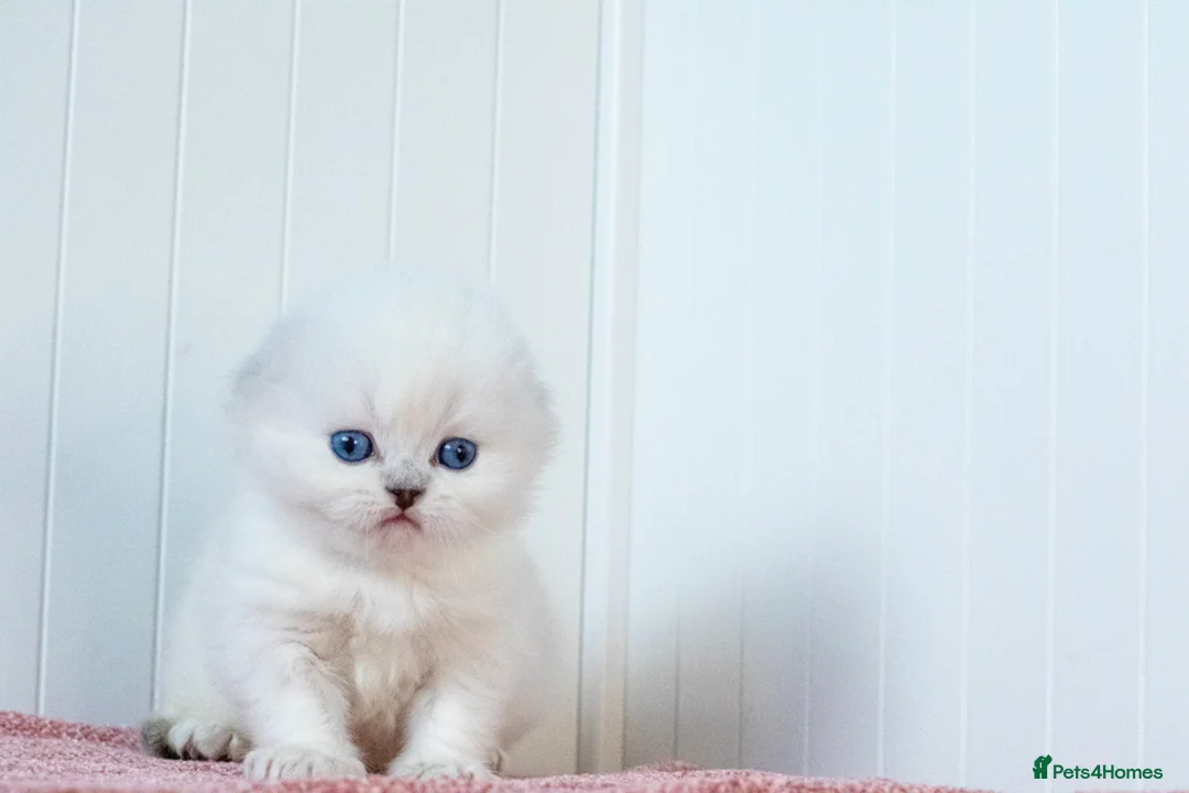 Scottish Fold cats for sale: Uranus Blue Eyed Snow Beauty 💙❄️ - Advert 4