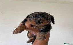 Miniature Dachshund dogs for sale: Miniature Dachshund Puppies  - Image 12