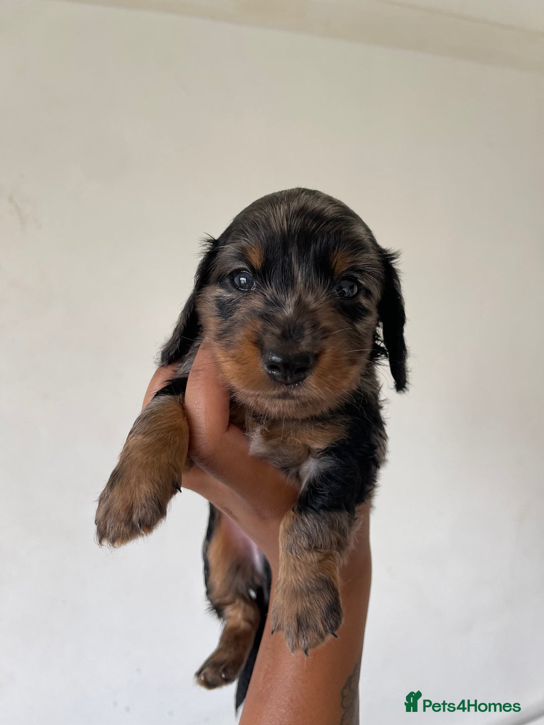 Miniature Dachshund dogs for sale: Miniature Dachshund Puppies  - Image 12