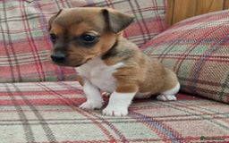 Jack Russell dogs for sale: Traditional Jack Russell Pups DNA Health Tested  - Image 7