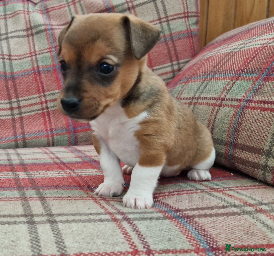 Jack Russell dogs for sale: Traditional Jack Russell Pups DNA Health Tested  - Image 7