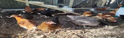 Chickens poultry for sale: Point of Lay Chickens for sale in Longfield - Advert 4