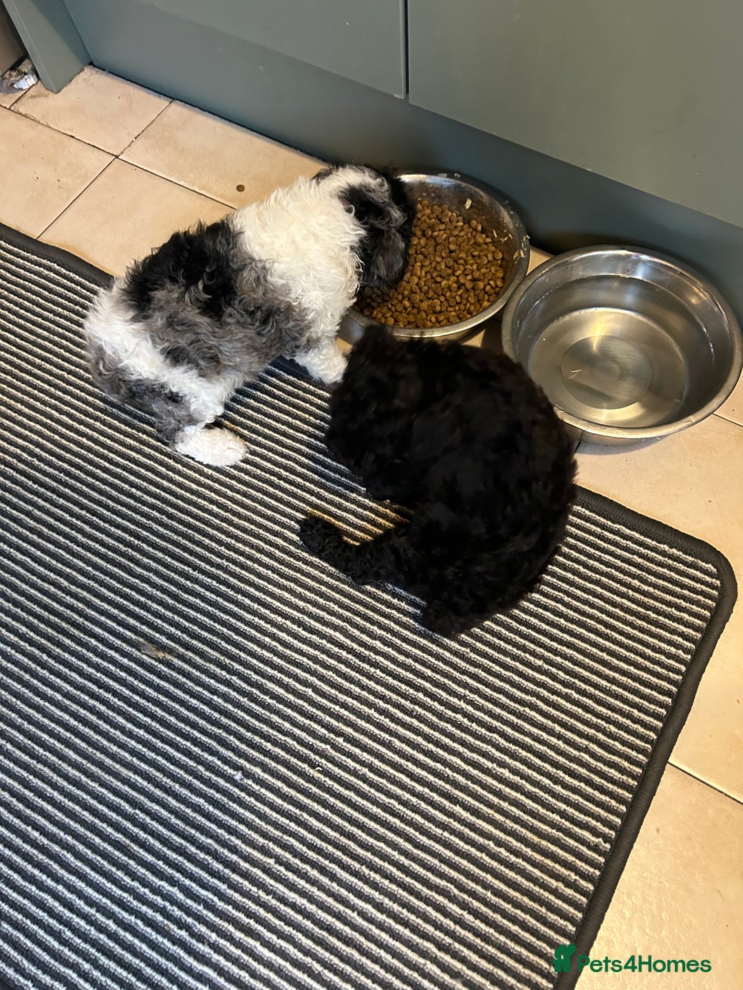 Cavapoo dogs for sale: Health tested f1b Cavapoo puppies  - Advert 5