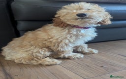 Poodle dogs for sale: ⭐ READY⭐ Reduced Adorable poodles puppies  in Margate - Image 20
