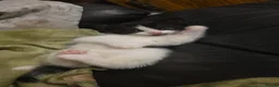 Domestic Shorthair cats for sale: Fluffy kittens - Advert 7