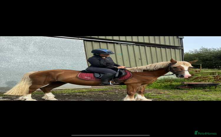 Welsh Section D horses for sale - Advert 2
