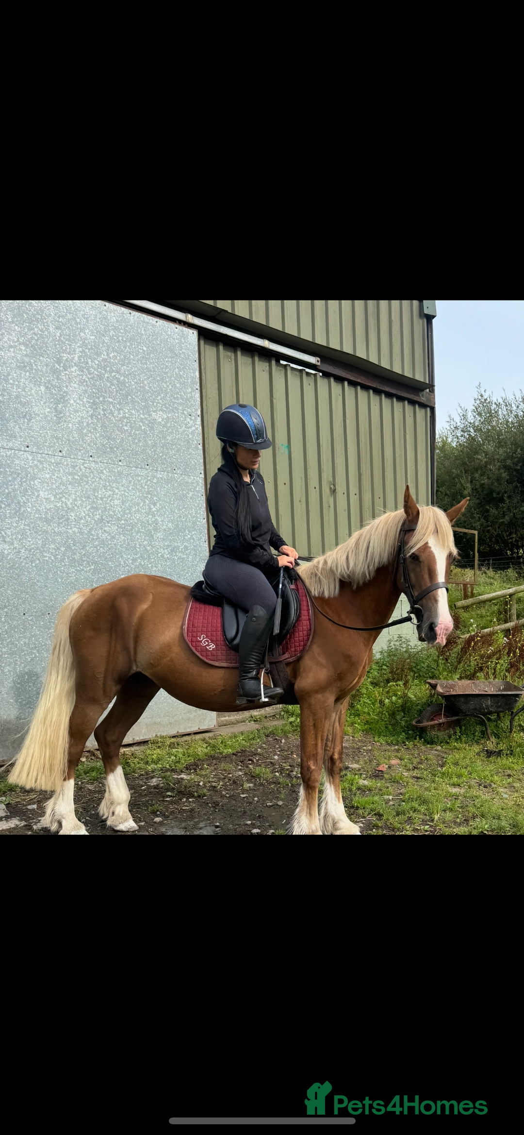 Welsh Section D horses for sale: Willow  - Image 1